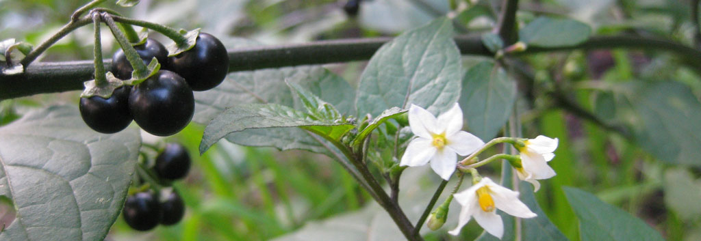 Black berry nightshade